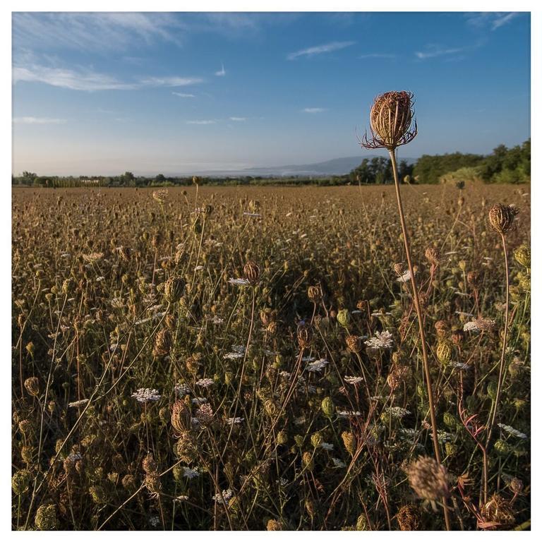 Agriturismo La Torricella Pistoia Zewnętrze zdjęcie